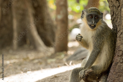 Green Vervet Monkeys in Bigilo forest park  The Gambia