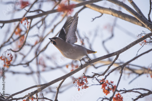Waxwings on the branch of the Ashberry