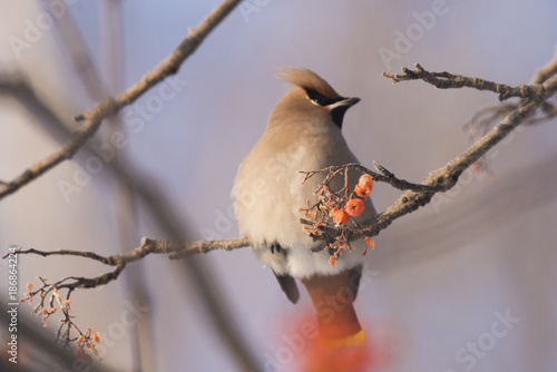 Waxwings on the branch of the Ashberry photo