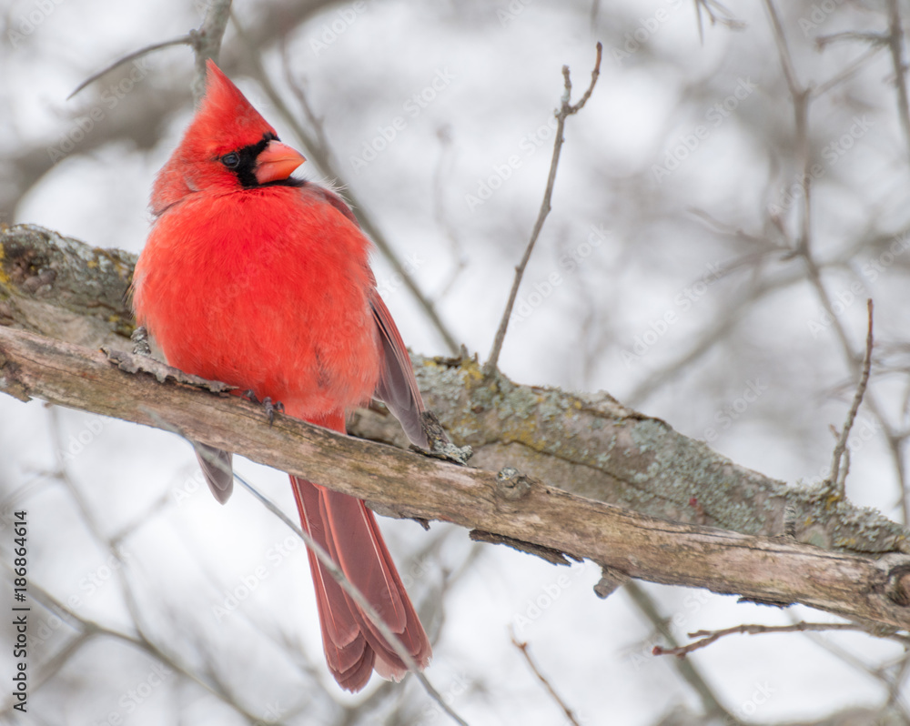 Naklejka Male Cardinal