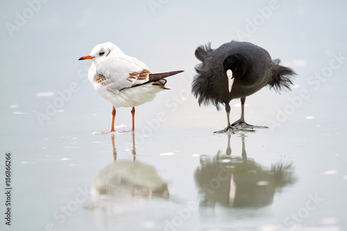 Common Coot (Fulica atra) and black-headed gull on ice in winter photo