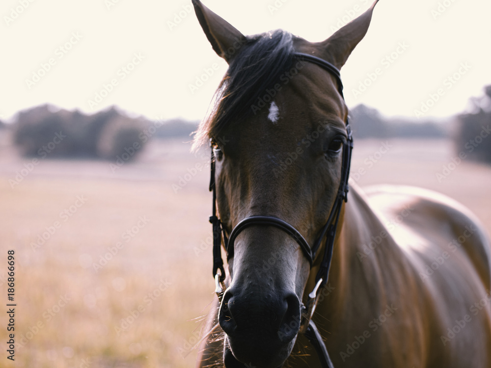 Obraz premium Horse look at you in field
