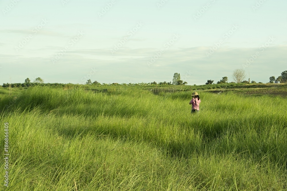 Φωτογραφία Girl shooting in the meadow/Girl in pink dress Photography in the vetiver field, natural backdrop
