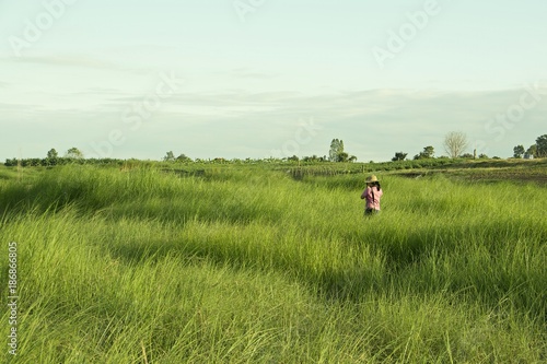 Girl shooting in the meadow/Girl in pink dress Photography in the vetiver field, natural backdrop.