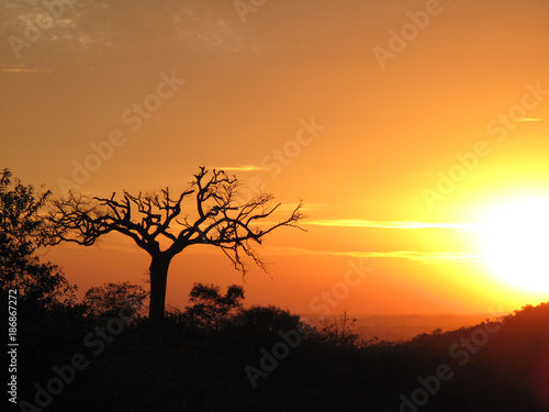 dry vegetation under the scorching sun