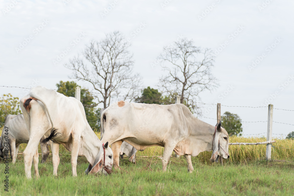 Cows are walking and eating grass in a field, livestock in Thailand