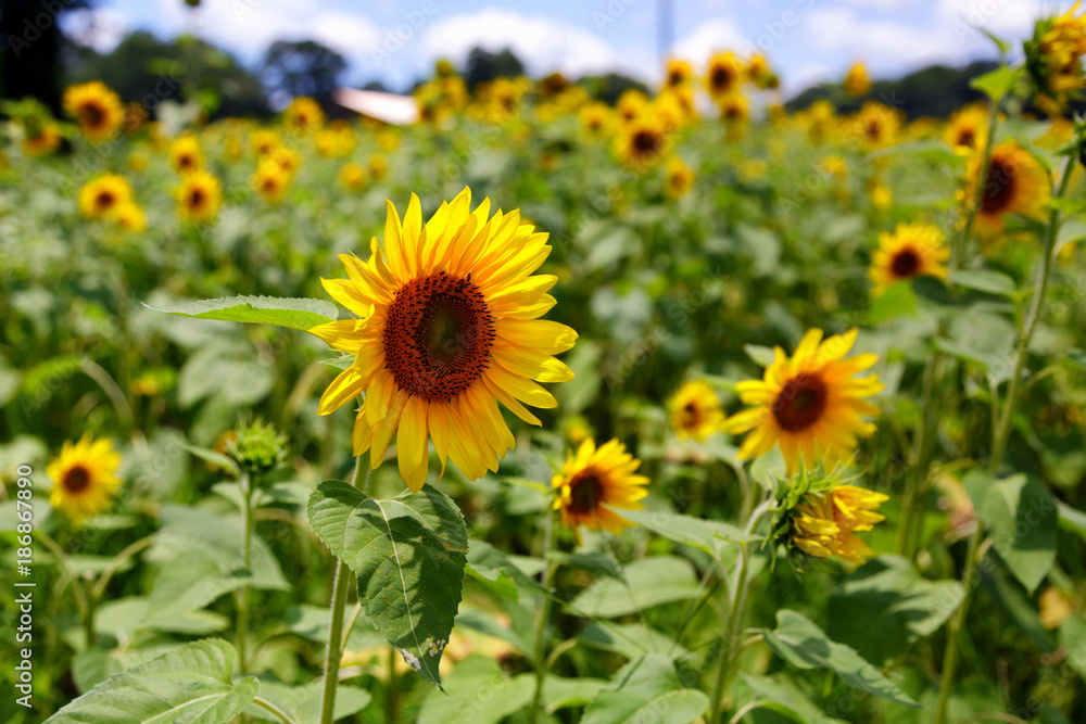 Sunflowers to Right