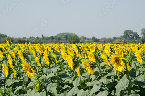 greenhouse sunflower and sun