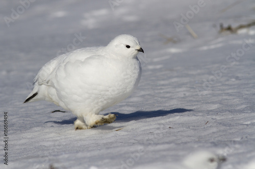 Rock ptarmigan female walking along the snow in the snow-covered tundra on a sunny winter day