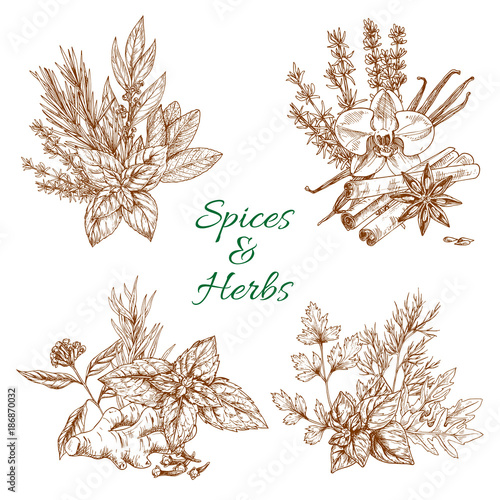 Vector spices or herbs sketch seasonings poster