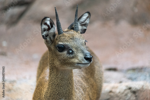 Small young klipspringer in a city zoo photo