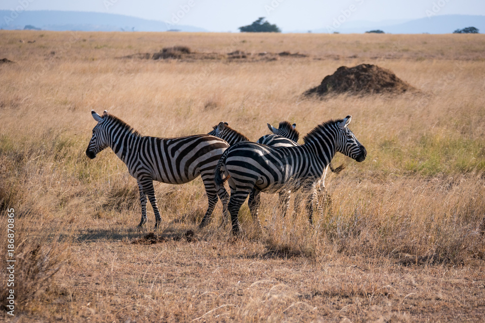 Naklejka premium Zebra in Serengeti National Park, Tanzania