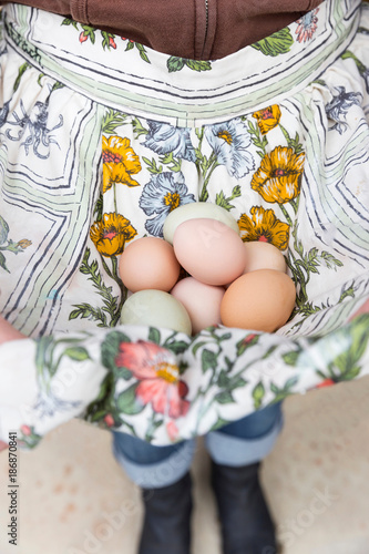 Woman collecting eggs in apron photo