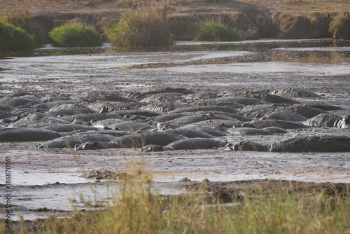 Pod of Hippopotamus bathing in the Serengeti , Tanzania