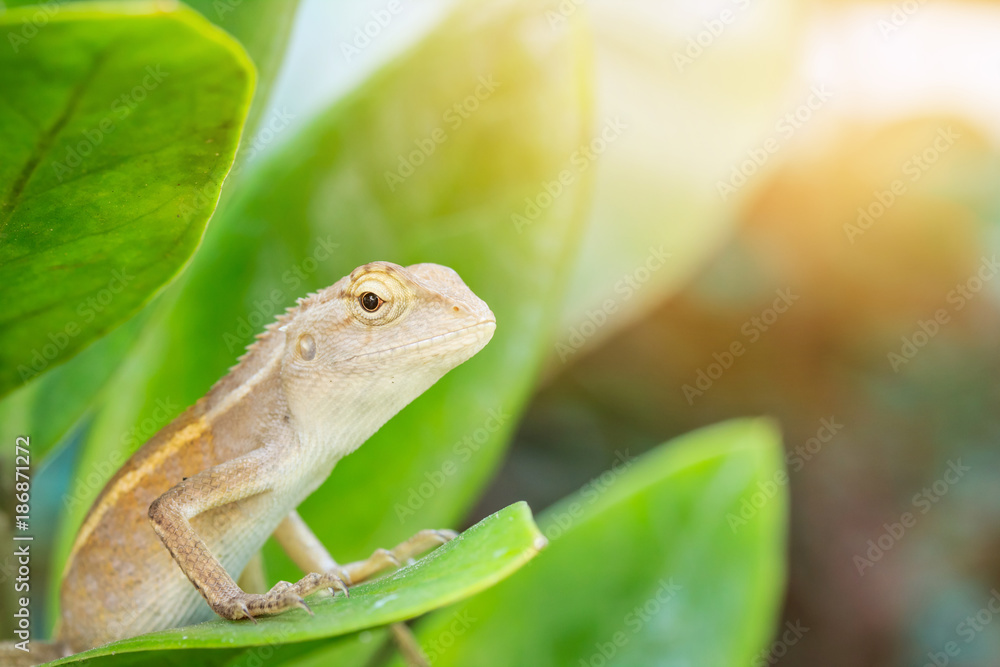 Closeup macro shot of Oriental garden lizard. Selective Focus