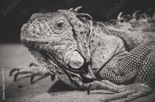 Black and white portrait of orange iguana.