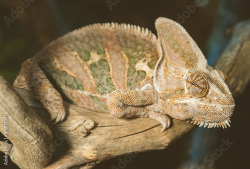 Close-up view of chameleon sitting on the branch.