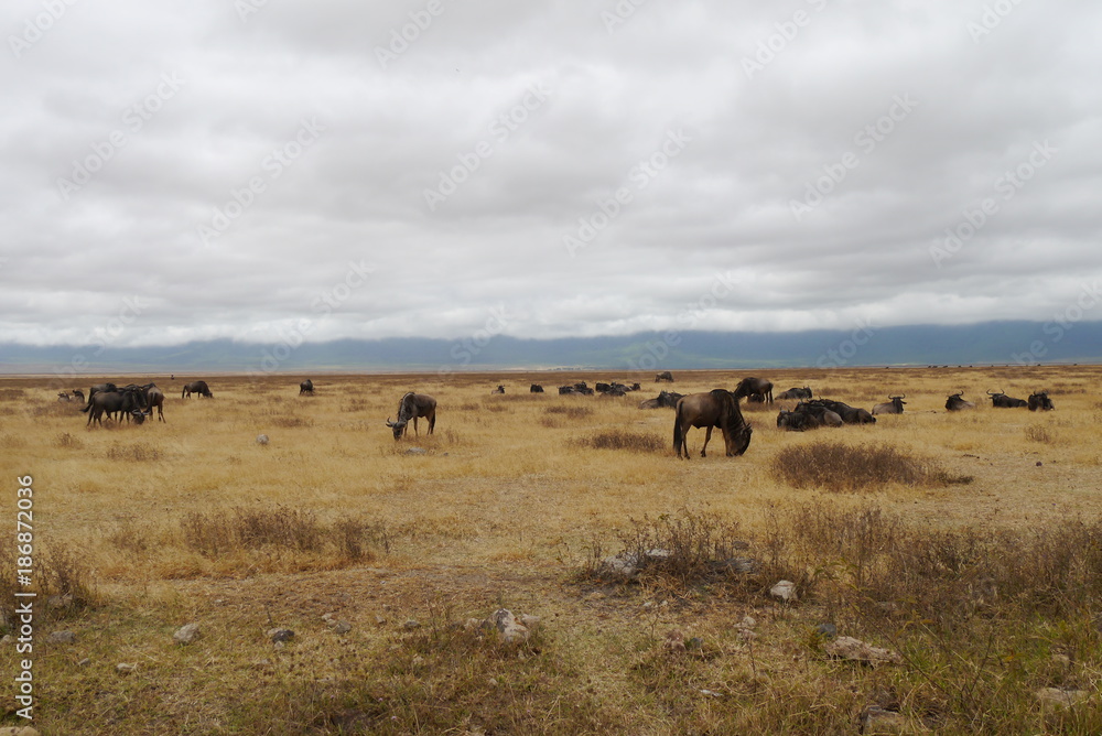Wildebeest in Ngorongoro National Conservation Area, Tanzania