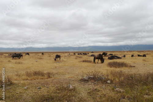 Wildebeest in Ngorongoro National Conservation Area, Tanzania © hyserb