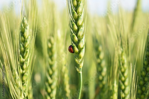 small ladybug in a green wheat field