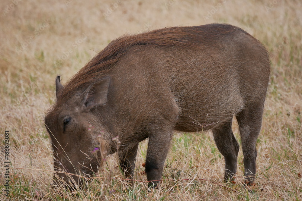 Warthog in Serengeti National Park, Tanzania Warthog in Serengeti National Park, Tanzania