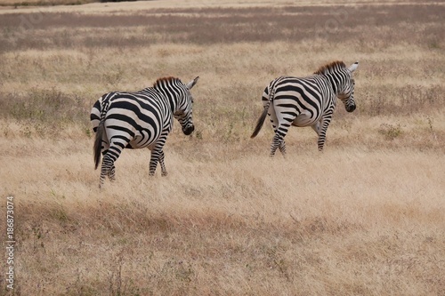 Herd of Zebra s in the Serengeti National Park  Tanzania