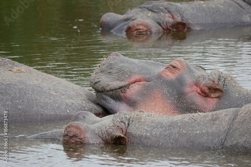 Hippopotamus pod in Ngorongoro Conservation Area, Tanzania  