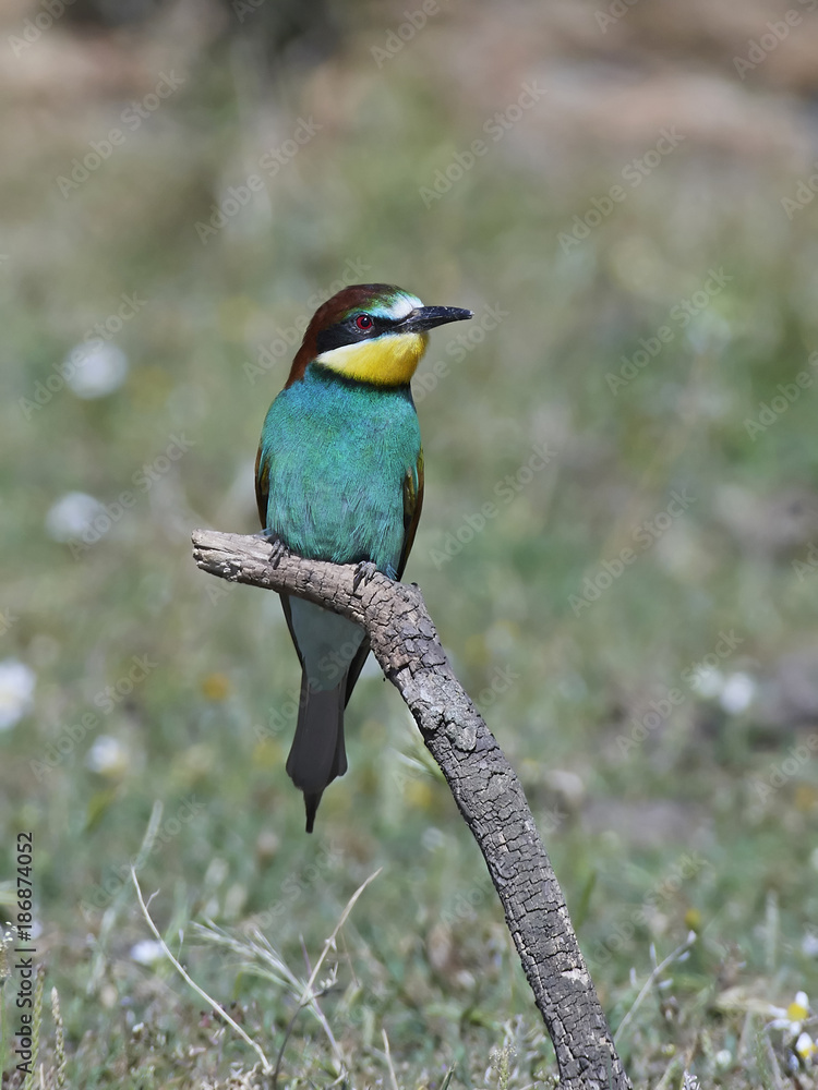 European bee-eater (Merops apiaster) European bee-eater (Merops apiaster)