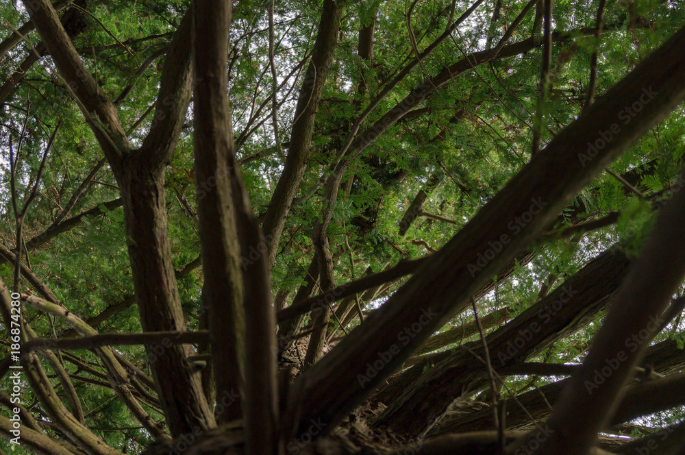 Obraz premium Крупные ветки хвойного дерева, вид снизу-вверх вдоль ствола.