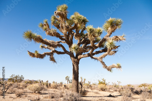 Joshua Trees in the Joshua Tree National Park, USA
