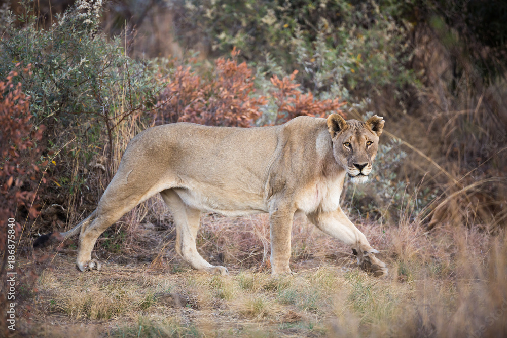 Lone female Lion (Panthera leo) prowling in the Pilanesberg National Park, South Africa Lone female Lion (Panthera leo) prowling in the Pilanesberg National Park, South Africa