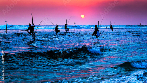 silhouettes of the traditional stilt fishermen at the sunset near Galle in Sri Lanka photo