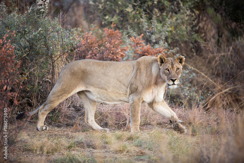Lone female Lion (Panthera leo) prowling in the Pilanesberg National Park, South Africa