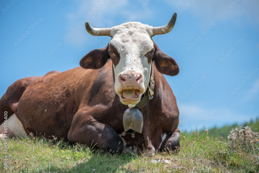 Obraz premium Cow with horns with flies on nose open mouth close-up