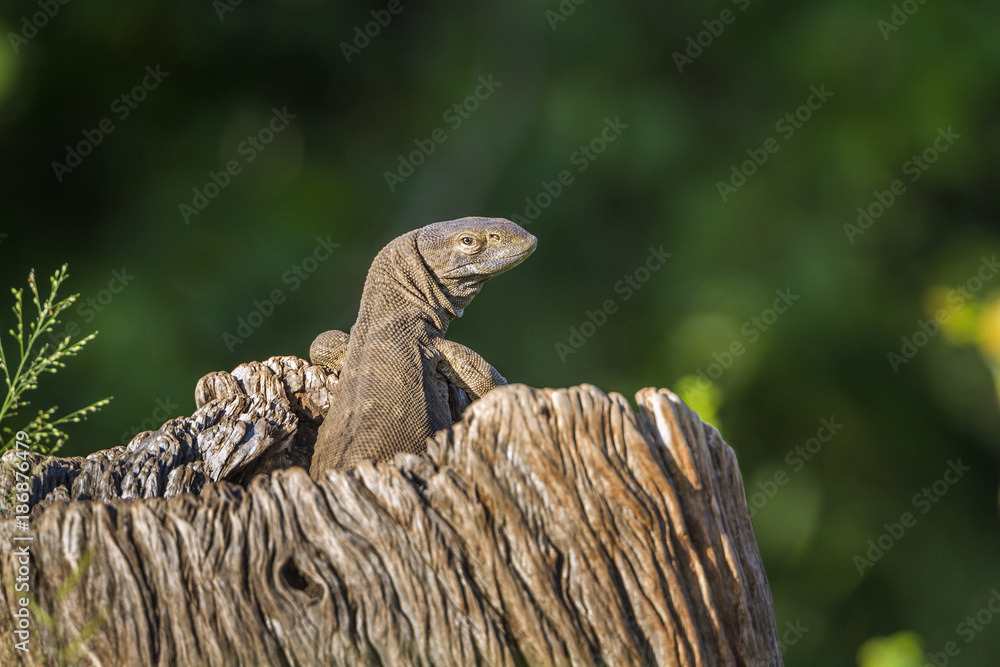Fototapeta premium rock monitor in Kruger National park, South Africa