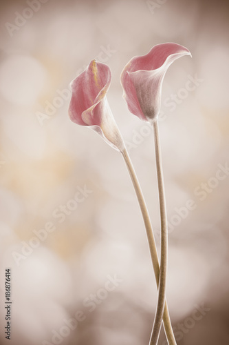 flores callas con un fondo desenfocado efecto vintage