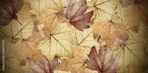 fondo de hojas de árbol otoñales