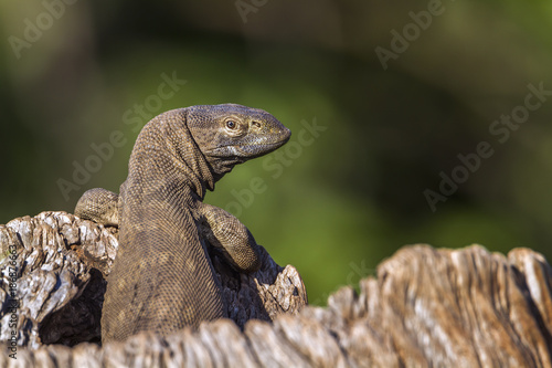 rock monitor in Kruger National park, South Africa © PACO COMO