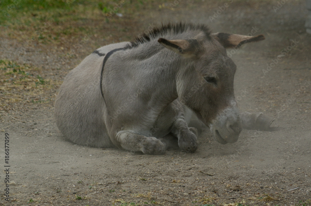 lazy grey Donkey lying on the ground lazy grey Donkey lying on the ground