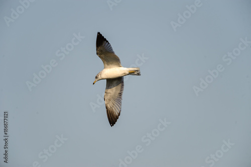 Ring-billed gull (Larus delawarensis) in flight above Lake Chapala - Ajijic, Jalisco, Mexico
