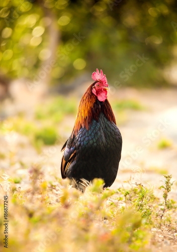 A rooster in the grass