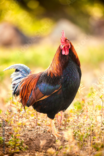 A cock on the grass © Juan Algar