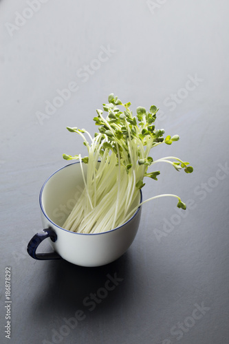 Green radish sprouts photo