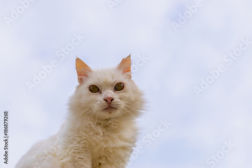 White Cat on background with sky and clouds