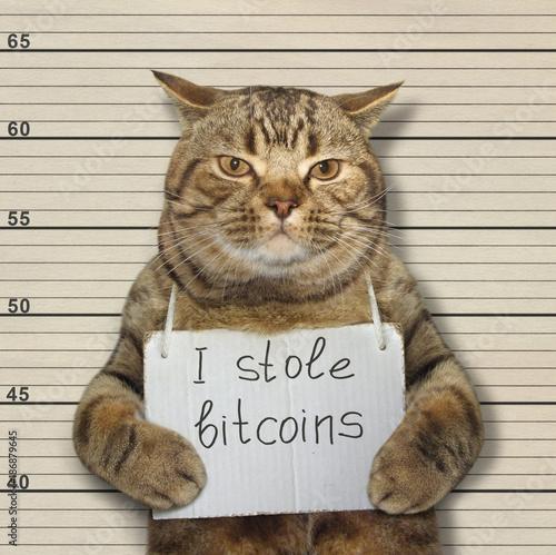 The bad cat stole a lot of bitcoins. 