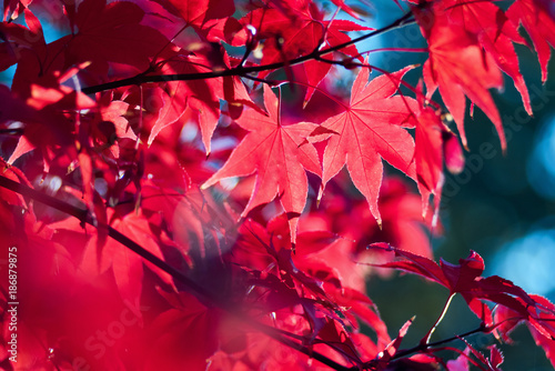 Red autumn leaves