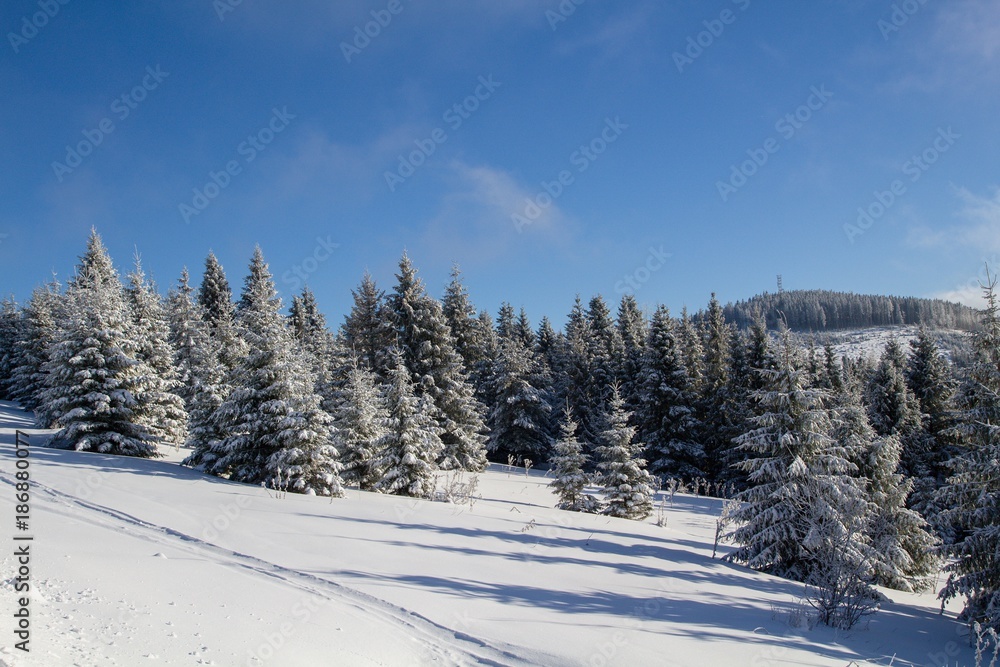 winter in the forest