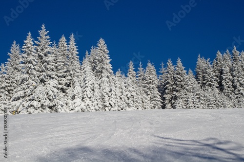 winter in the forest © marekkacir