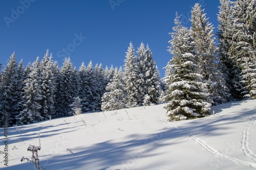 winter in the forest