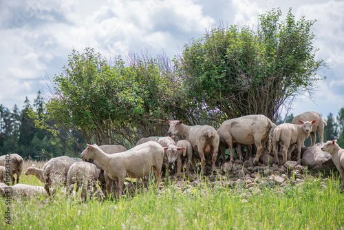 The herd of sheep standing on small hill of rocks under trees, hiding from sun rays and eating grass 